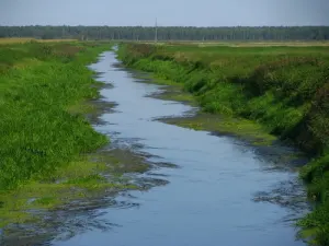Уша