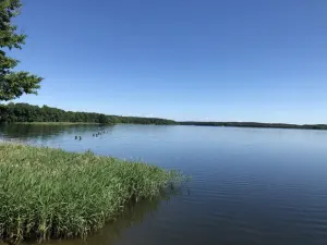 Белое