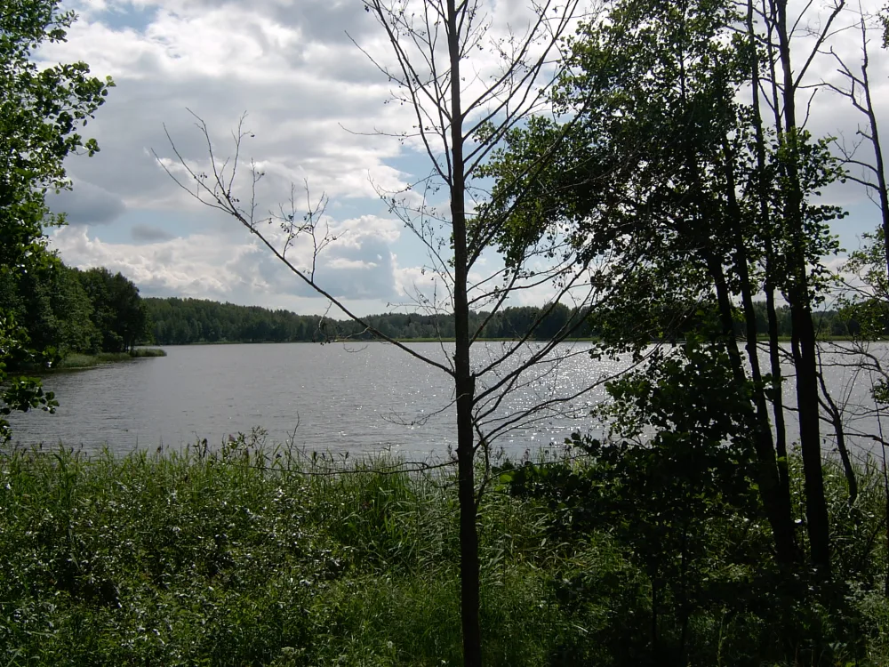 Ельно
