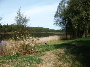 Галодна