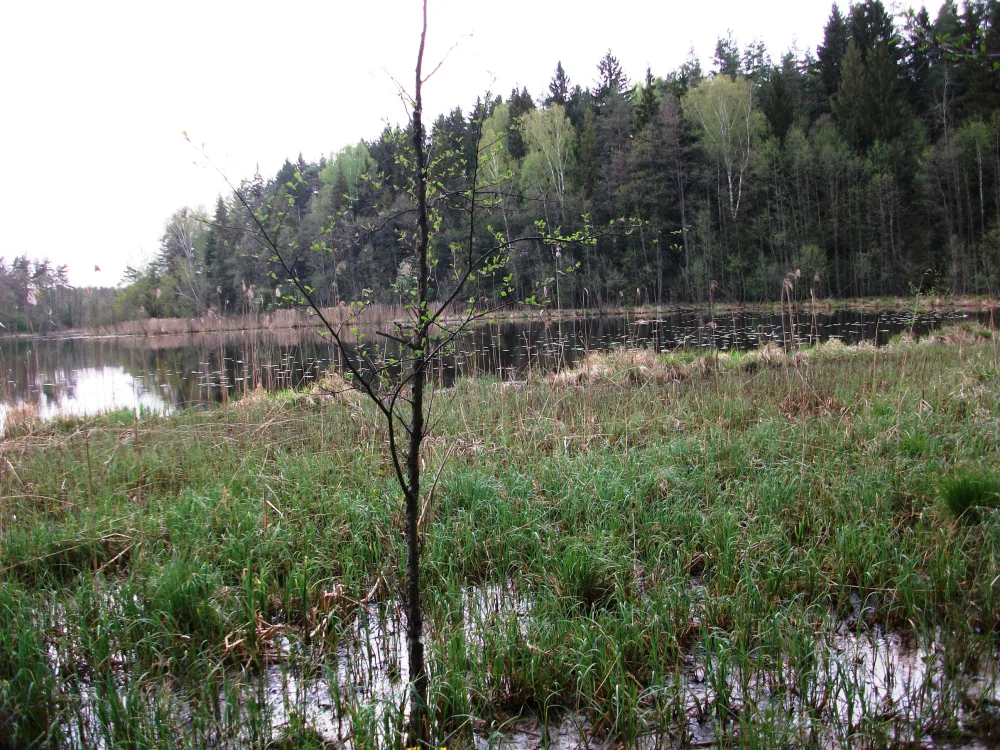 Клевье