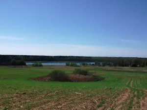 Воробьи