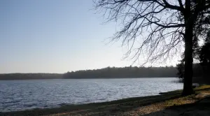 Белое