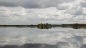 Сосна