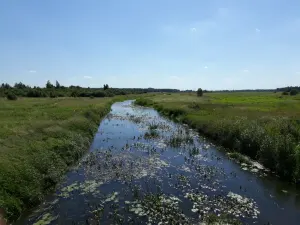 Сведь