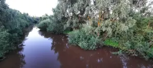 Смердь