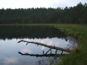 Белянец