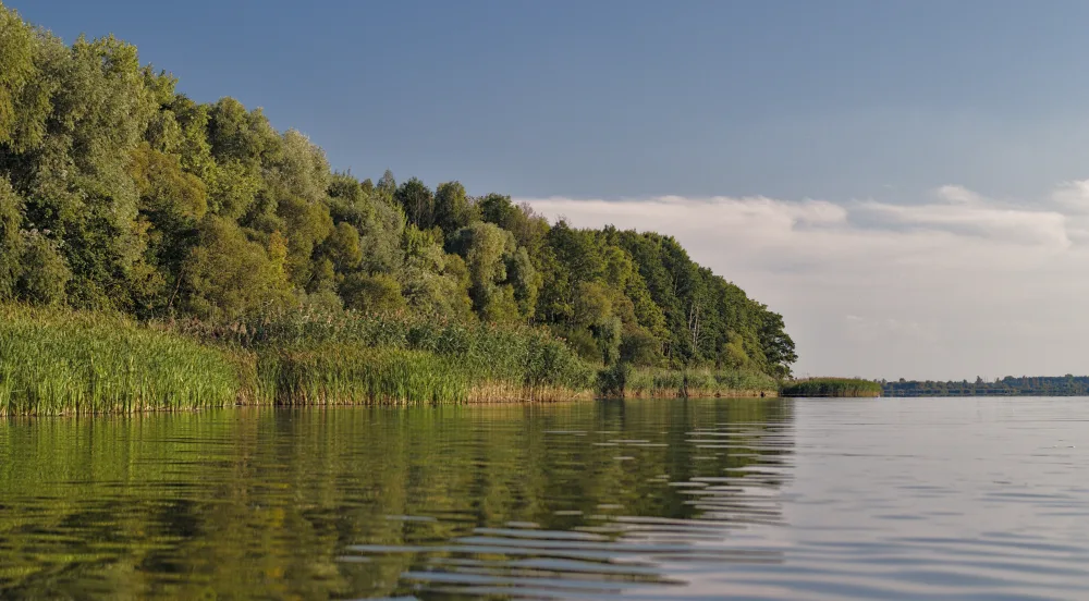Белое