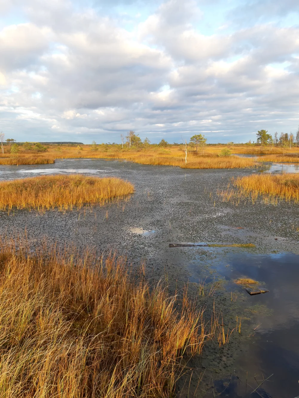 Ельно