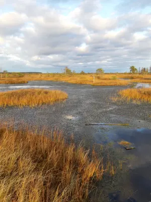 Ельно