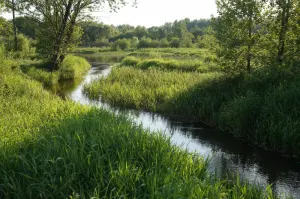 Белавароціца