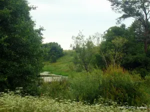 Ласица