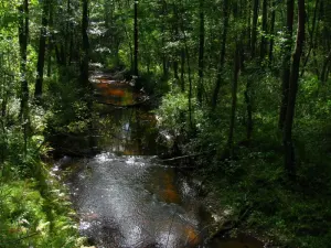 Званица