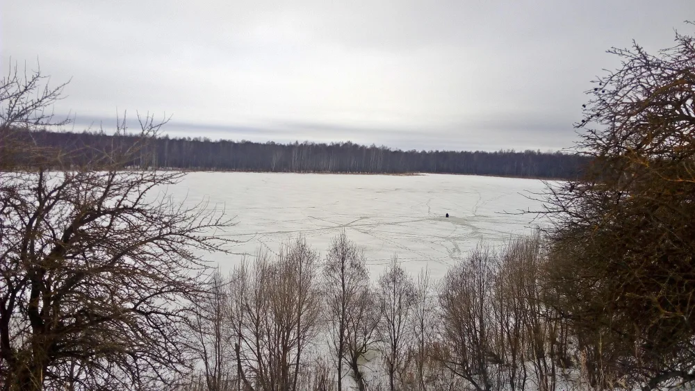 Сосна