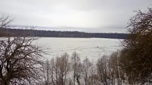 Сосна