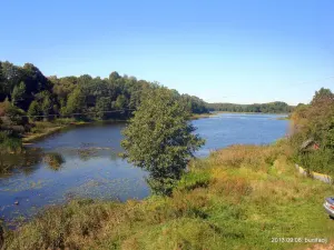 Варонічы