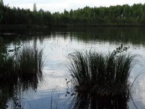 Вырвіна