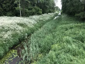 Бервенка