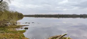 Серокоротня