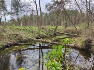 Папярэчная