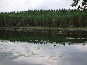 Подшапье