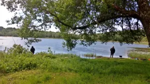 Липно