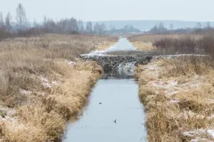 Жучка