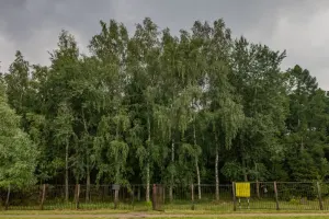 Щомыслицкая дубрава