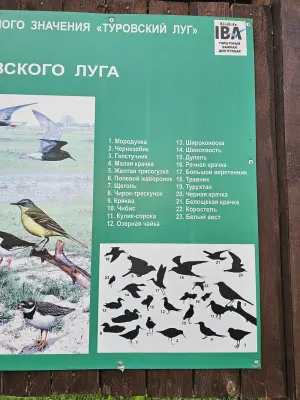 Туровский луг