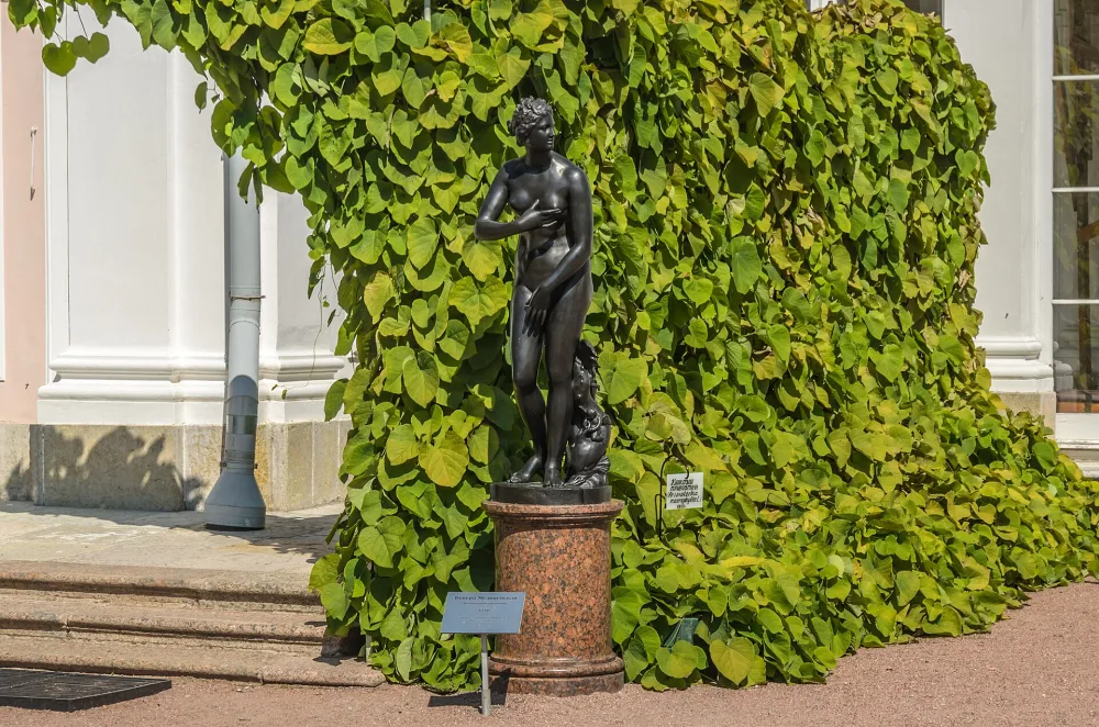 Скульптура «Венера Медицейская» (Ломоносов)