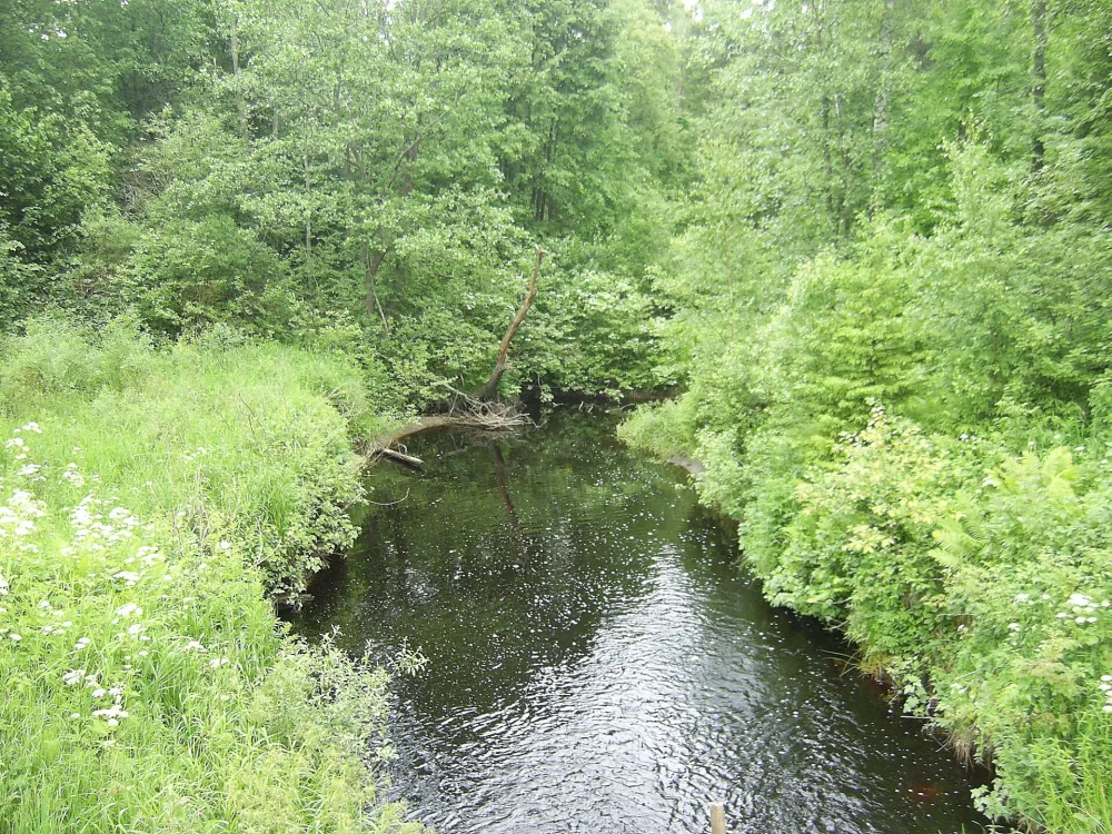 Плотиченка