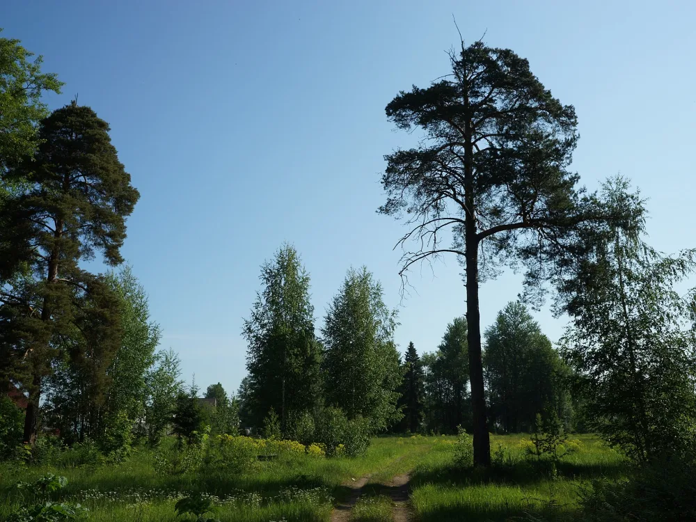 Парк (Боровичи)