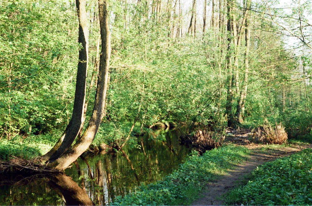 Хрипань