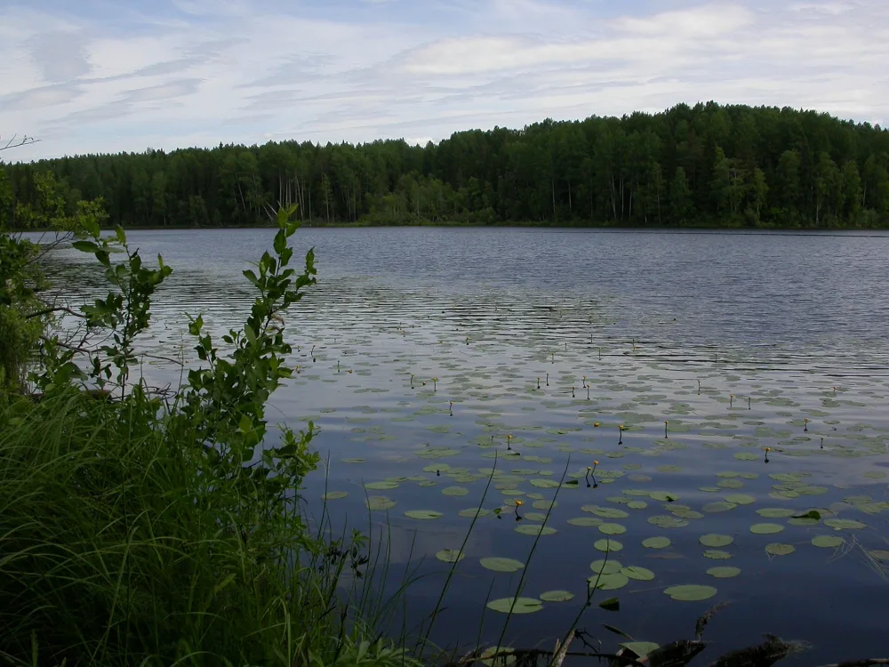 Медвежье