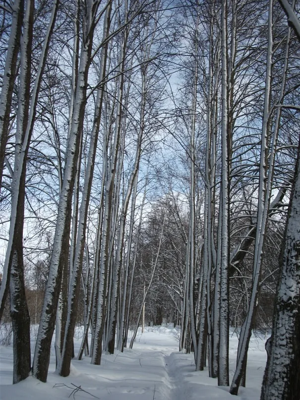 Усадьба «Заверяжье» (Борки)