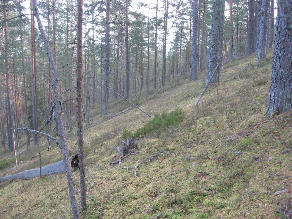 Жужева Гора