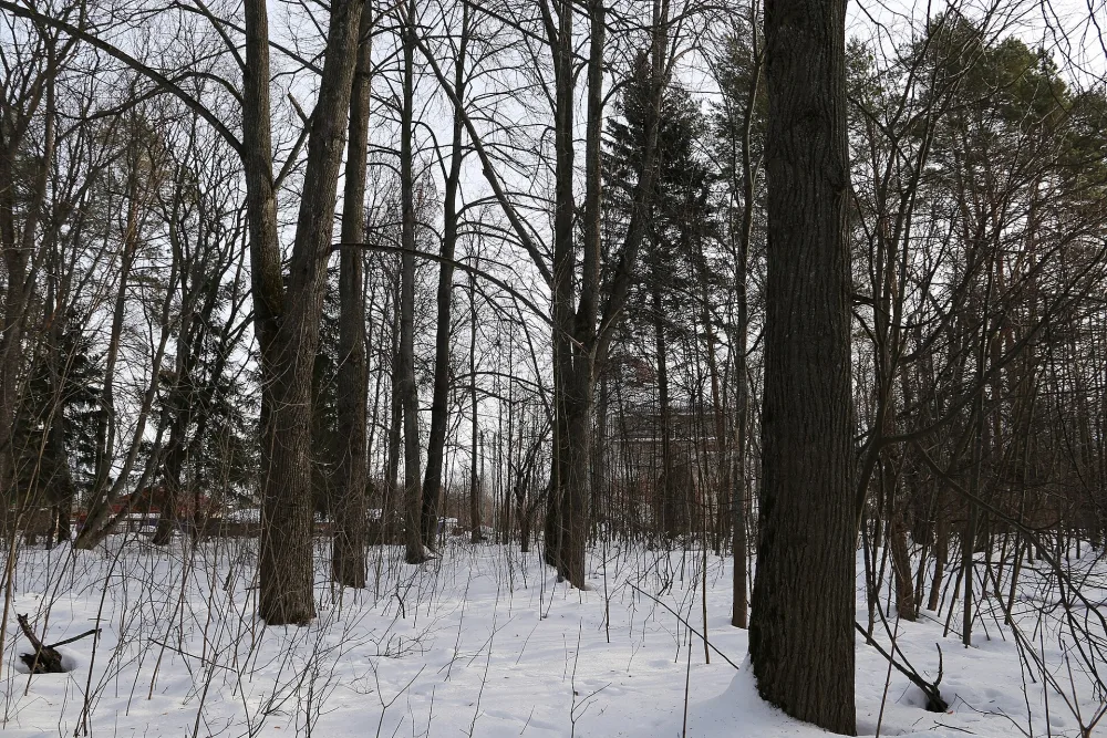 Парк (Патакино)