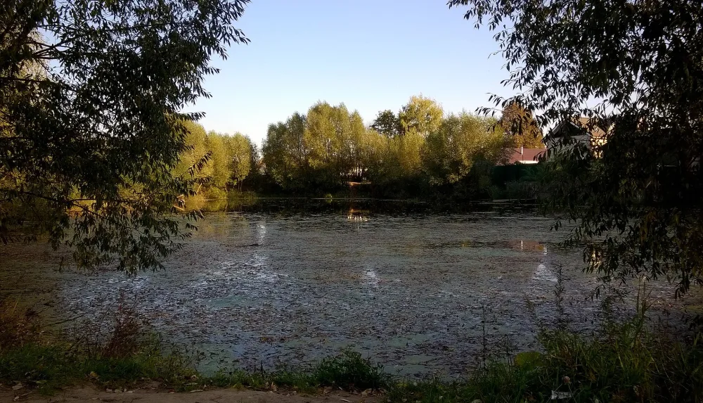 Пруд (Бронницы)