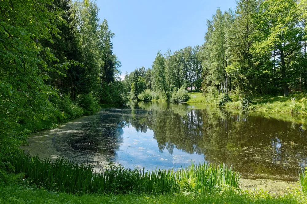 Краснодолинный пруд с плотиной (Павловск)