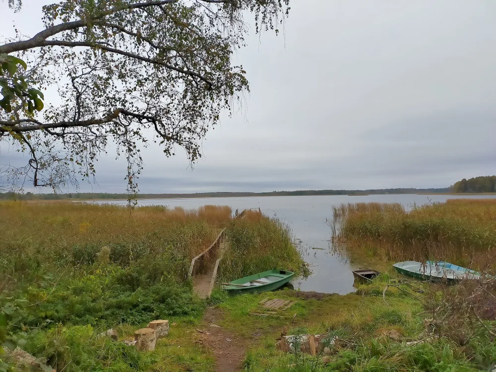 Белогули