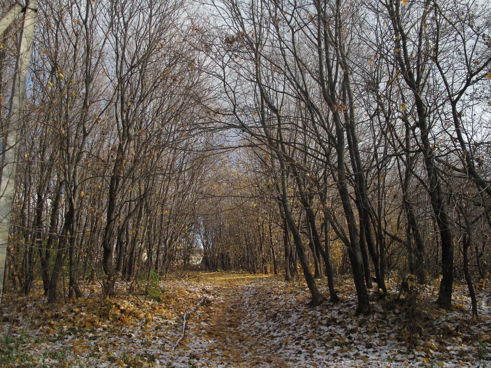 Парк (Малая Пица)