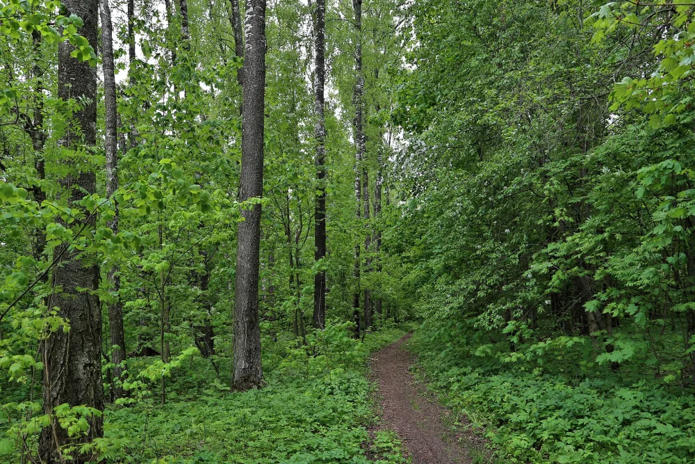 Парк (Косинское)