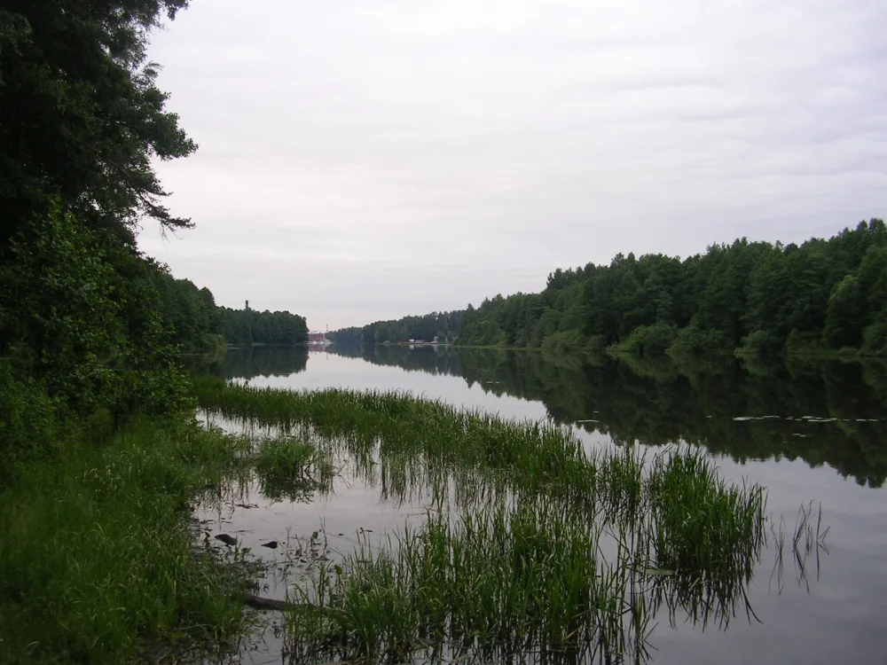Черноголовка