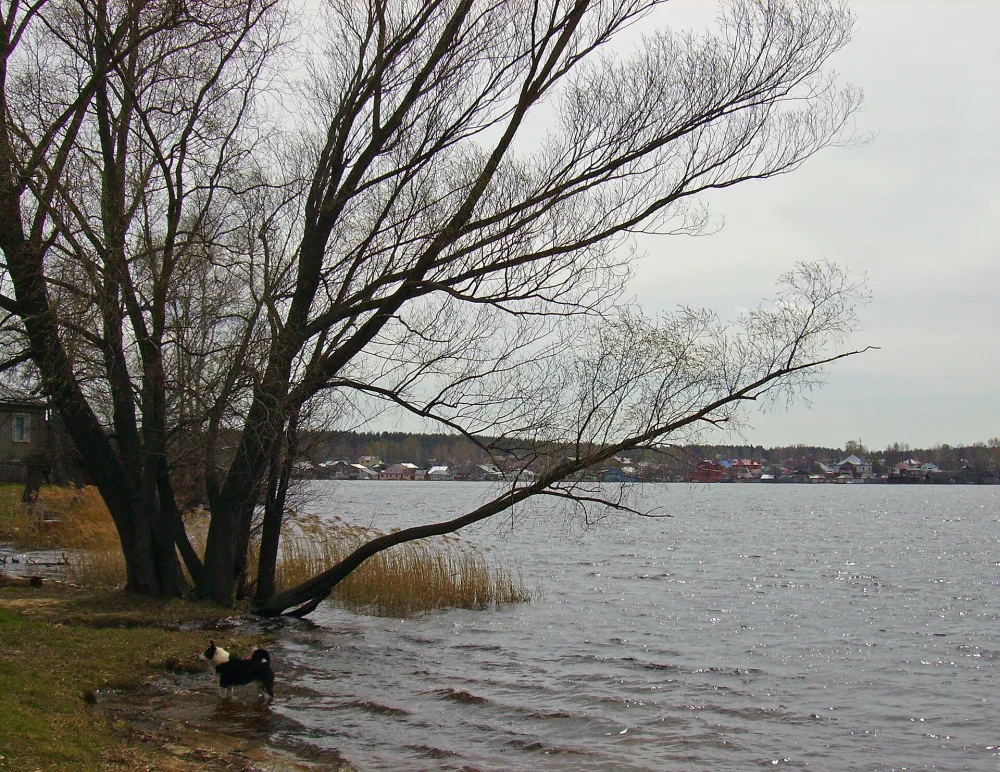 Три пруда с плотинами и водосбросами (Выкса)