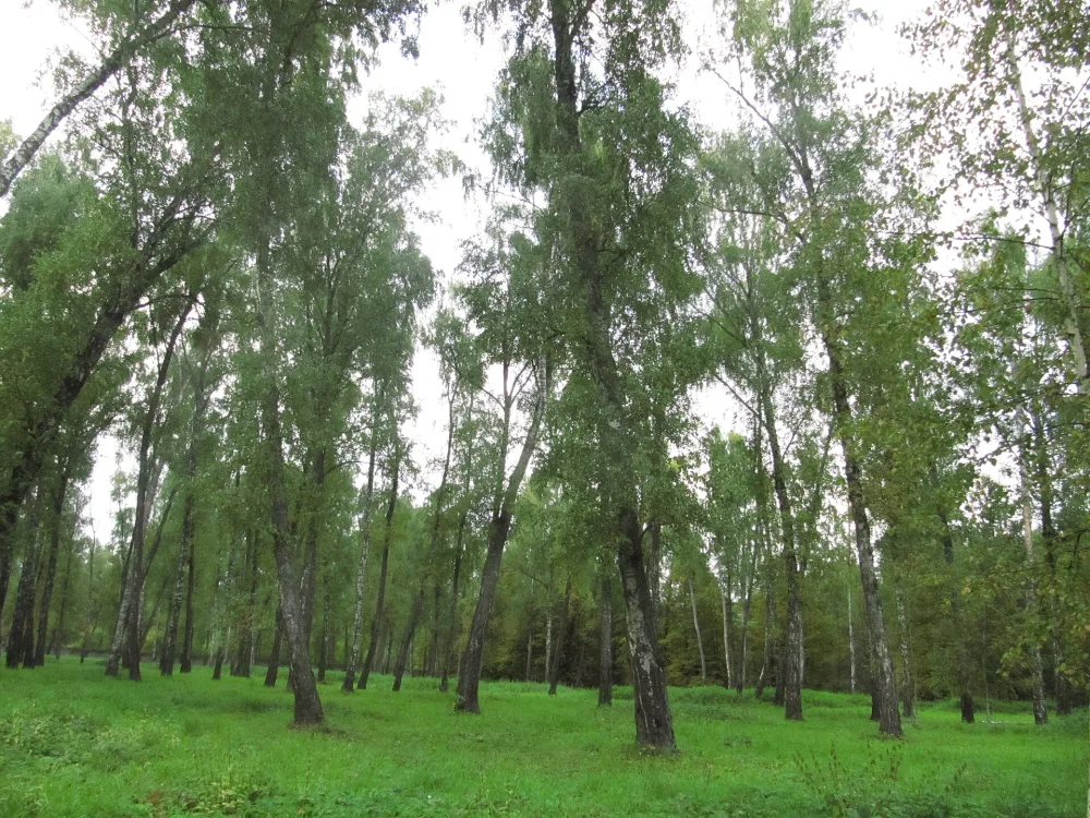 Берёзовая Карамзинская роща (Остафьево)