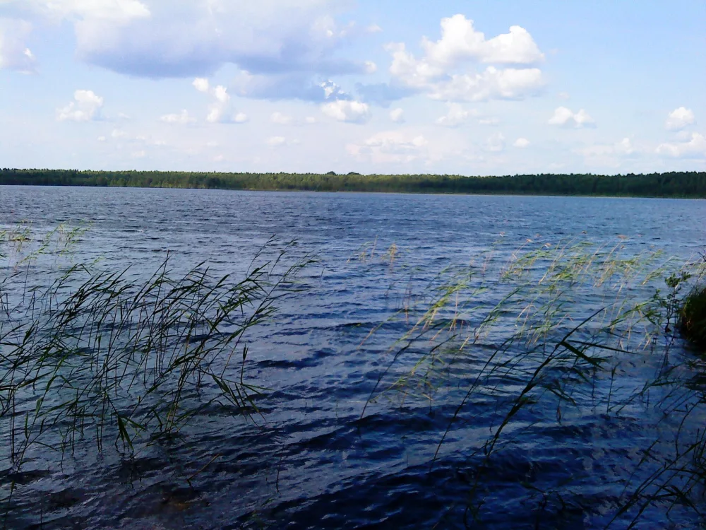 Светлое