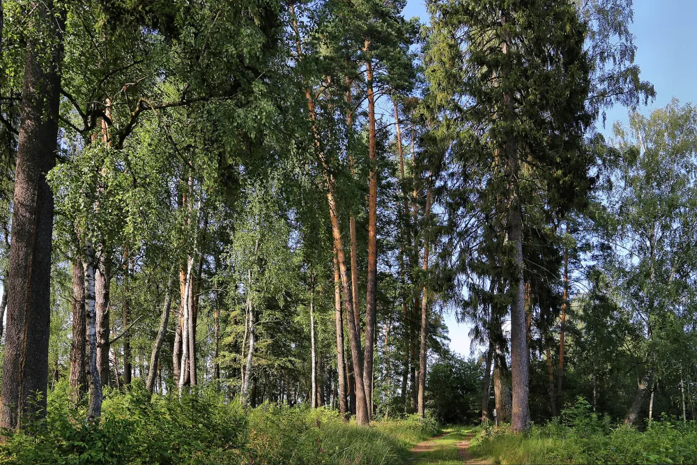 Парк (Бережки)