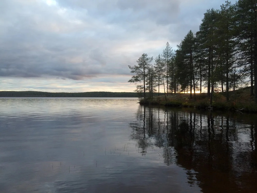 Курвус