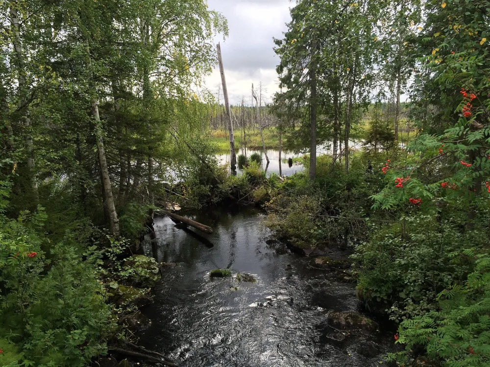 Пенега