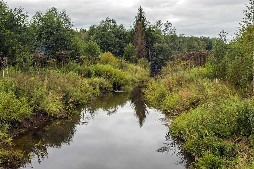 Выдрица